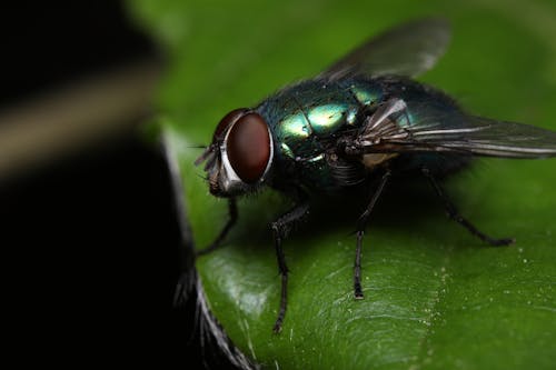 Free Green fly on a leaf Stock Photo