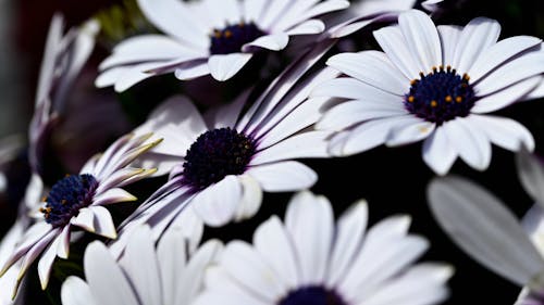 Close-up Photo of Cape Marguerite