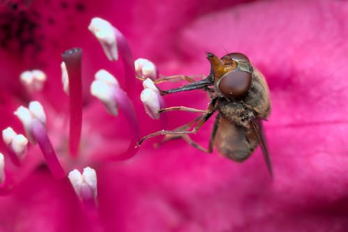 Free Honeyfly on a flower Stock Photo
