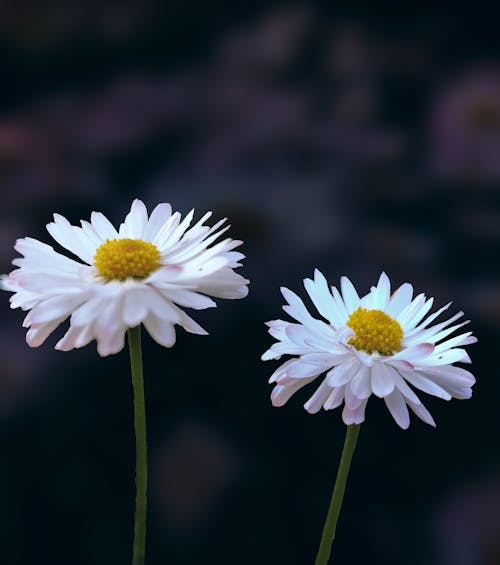 Gratis lagerfoto af blomster, blomstrende, Botanisk