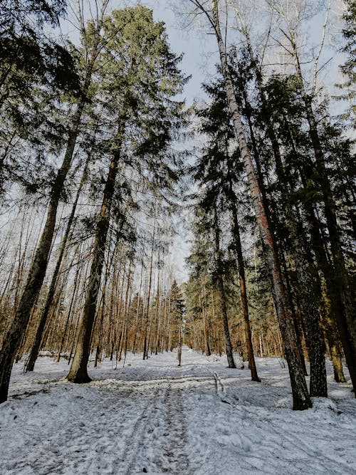 A Tall Trees on a Snow Covered Ground