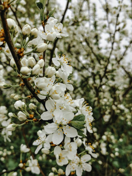 bahar, Beyaz çiçekler, bitki örtüsü içeren Ücretsiz stok fotoğraf