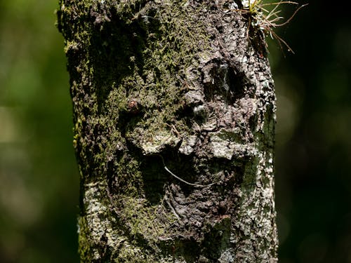 Tree Face