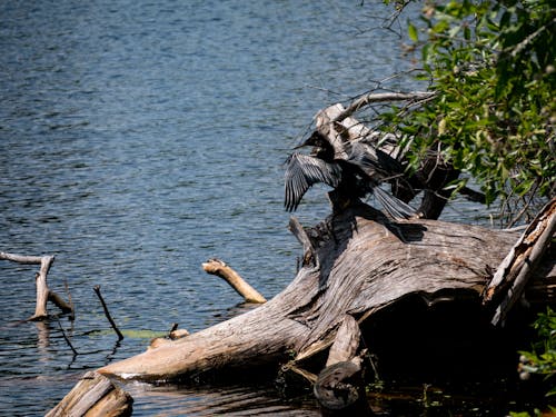 Безкоштовне стокове фото на тему «anhinga, птахи»