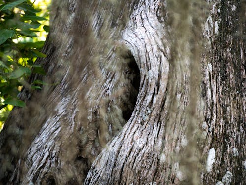 Cypress Oak