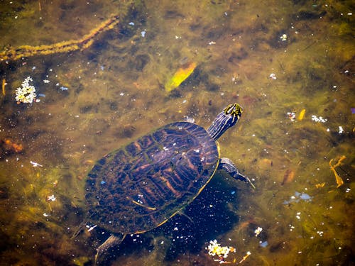 Ilmainen kuvapankkikuva tunnisteilla kilpikonna