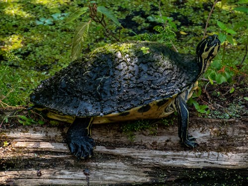 Turtle Basking