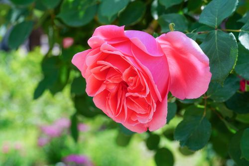 Free Close-up of a vibrant pink rose blooming amidst lush green foliage. Stock Photo