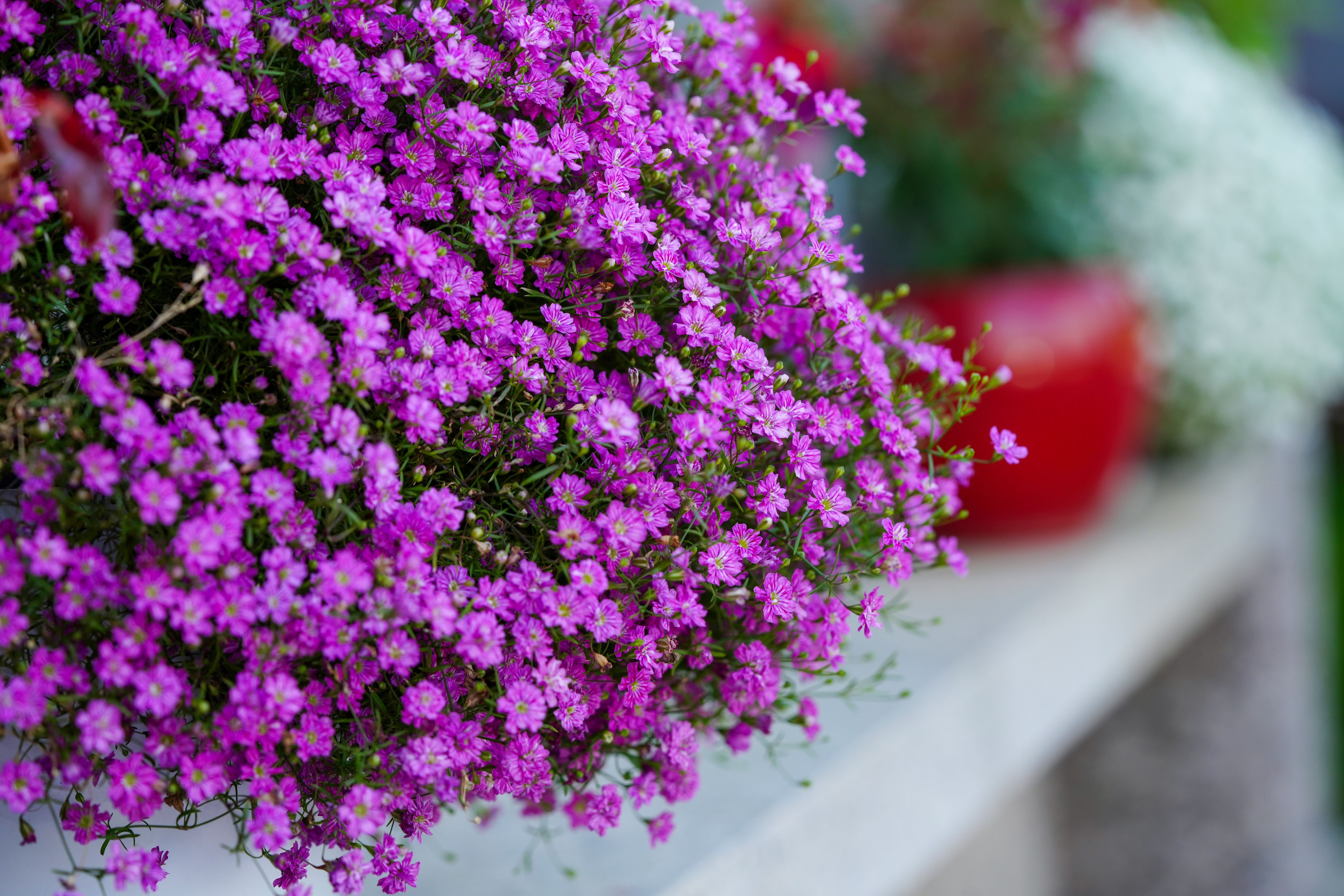 Alyssum : Guide Culture Fleurs Blanches