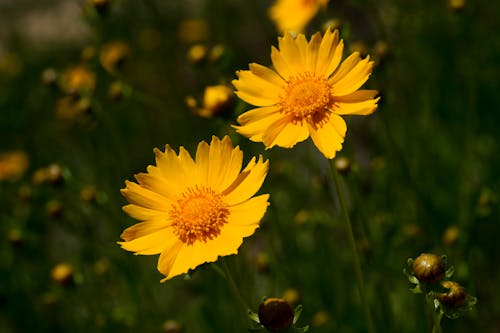 Бесплатное стоковое фото с coreopsideae, ботанический, желтые цветы