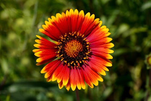 Close-up Photo of Blooming Red and Yellow Flower 