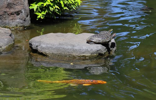 免費 卵石, 池塘, 海龜 的 免費圖庫相片 圖庫相片