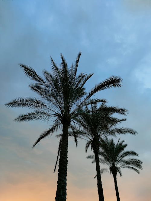 Low Angle Shot of Palm Trees