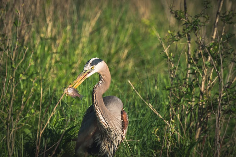 A Great Blue Heron Eating A Fish 