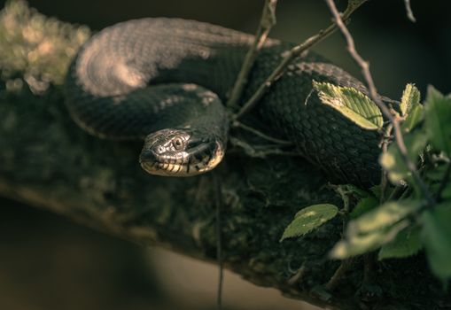 Close-Up Shot of a Snake 