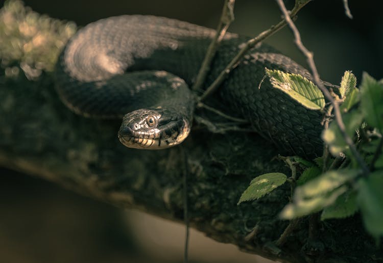 Close-Up Shot Of A Snake 