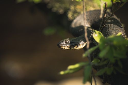 Free A detailed view of a viper snake resting on a branch in its natural environment, surrounded by lush greenery. Stock Photo