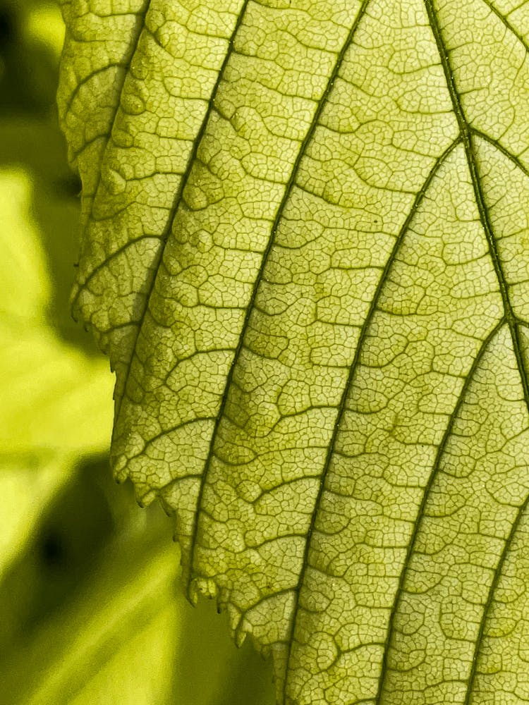 Close-up Of Green Leaf Texture