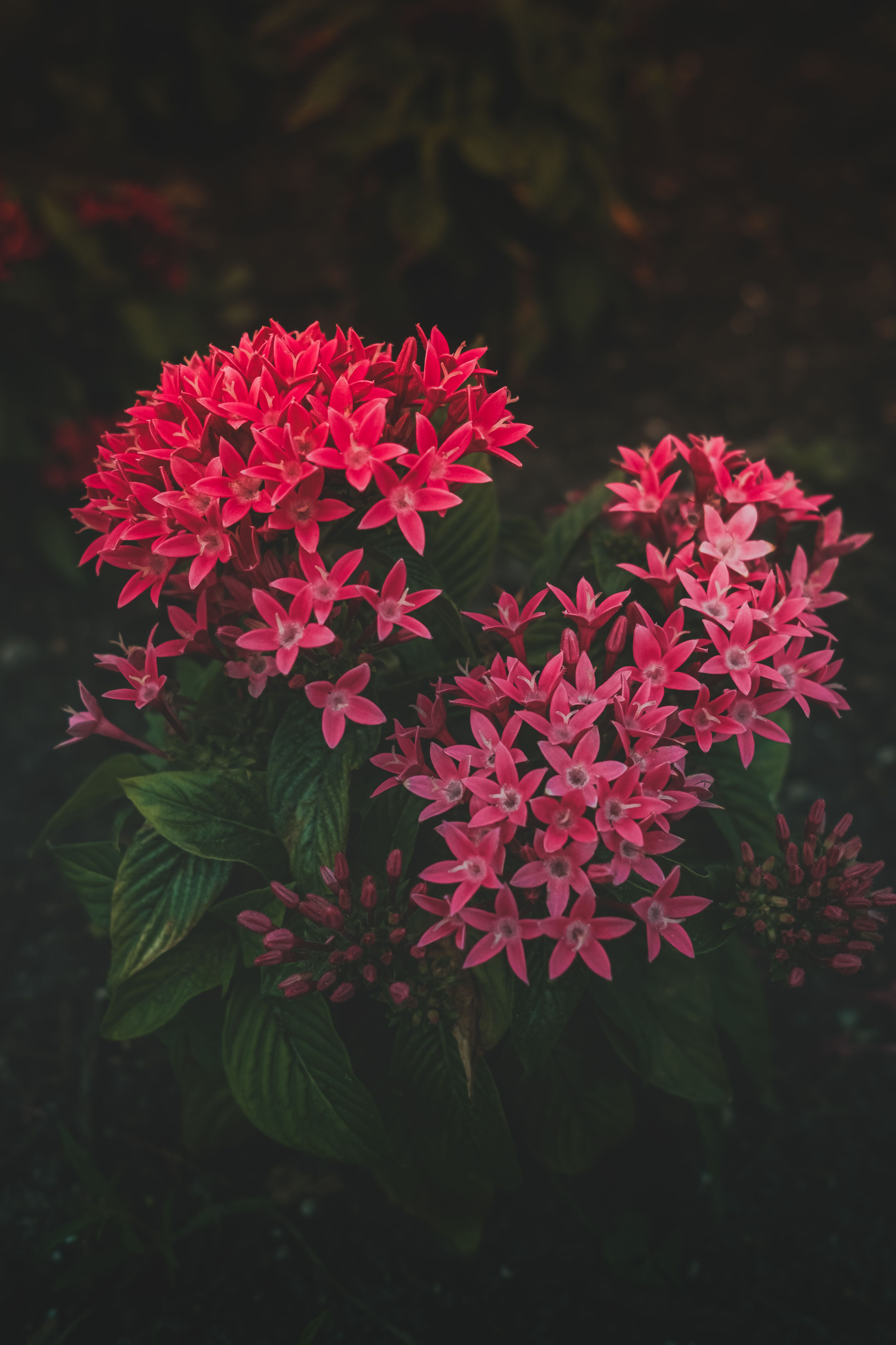 Flowers Files Photos, Download The BEST Free Flowers Files Stock Photos ...