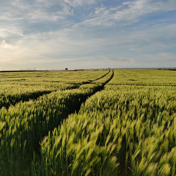 Field Notes Daily episode art — wheat field at dusk, photo by Gil Vdr on Pexels