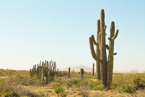 Fotobanka s bezplatnými fotkami na tému arídny, divá príroda, kaktus