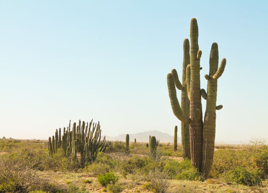 Stunning view of tall cacti in the Sonoran Desert, capturing the essence of arid wilderness.