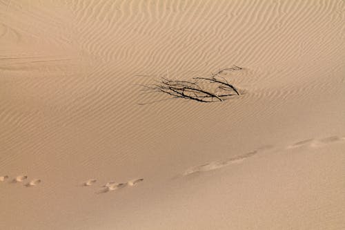 Gratis Immagine gratuita di deserto, destinazioni di viaggio, duna Foto a disposizione