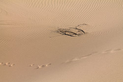 Sand and Dry Branch on Desert