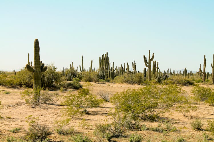 A Cactus On The Desert