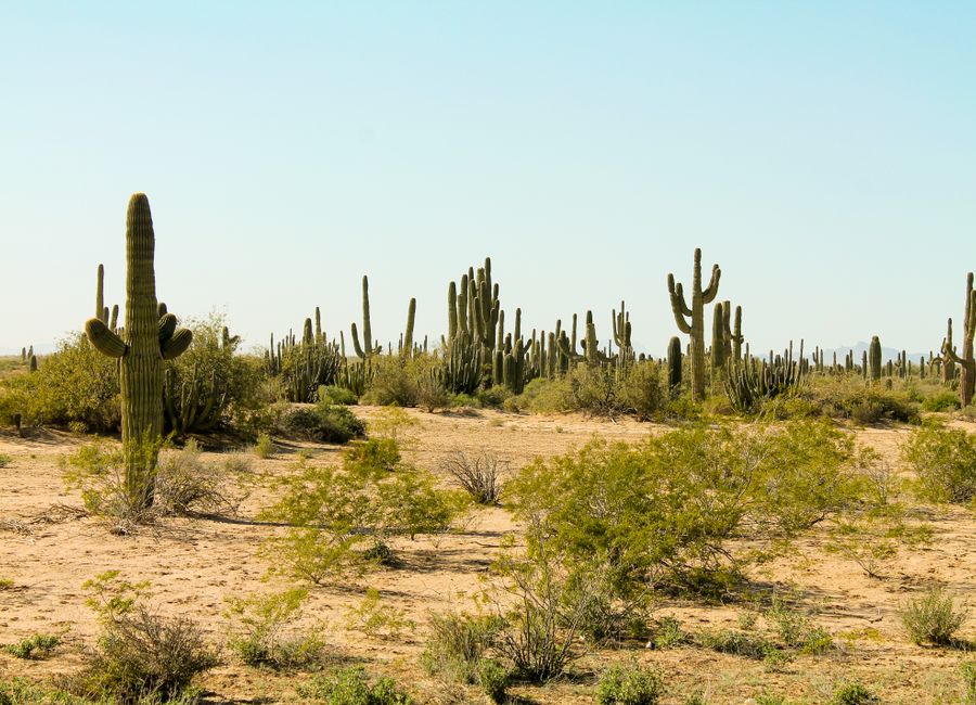 Expansive desert scene in Sonora, Mexico, featuring tall cacti under a clear blue sky.