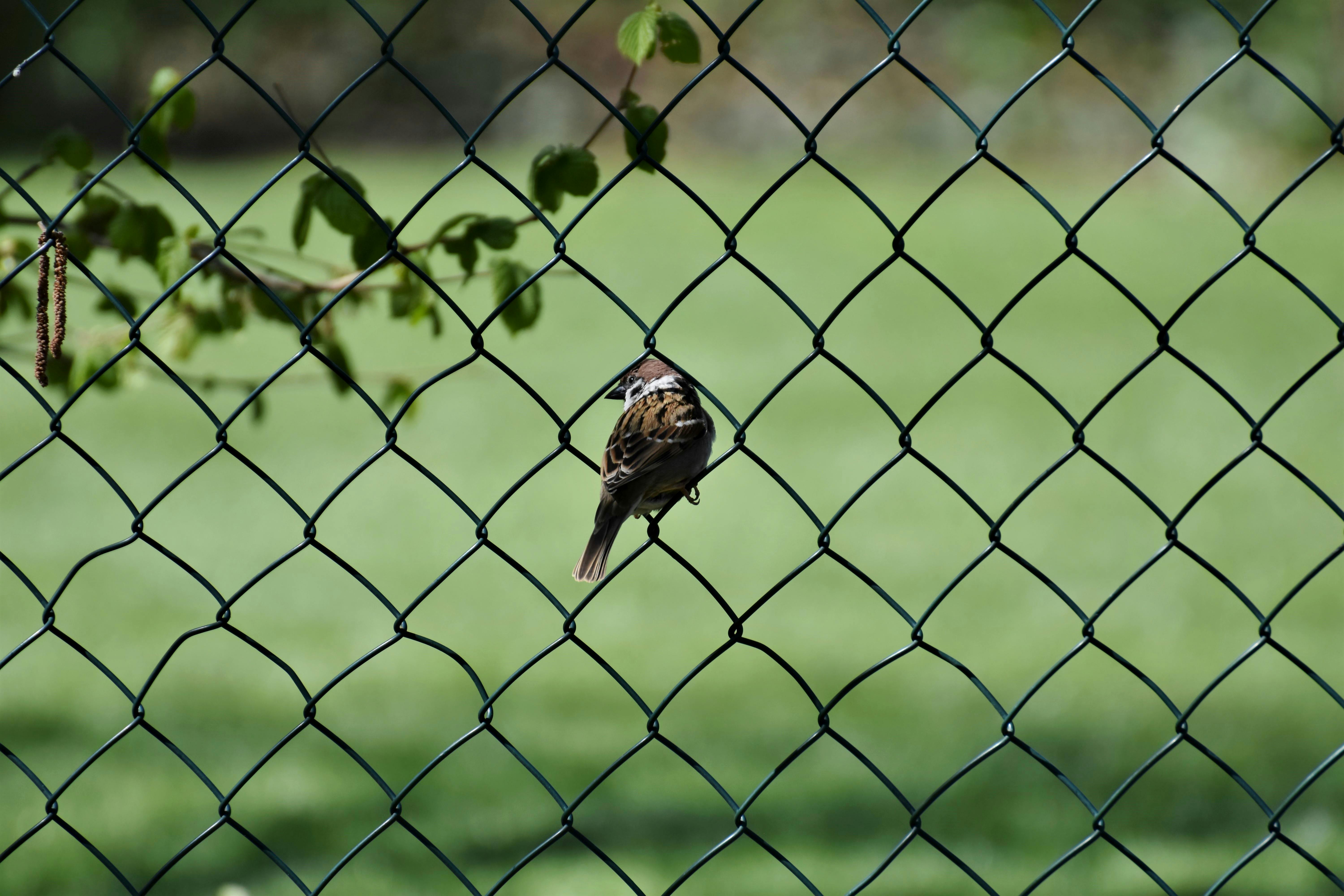 a sparrow perched on a chain link fence