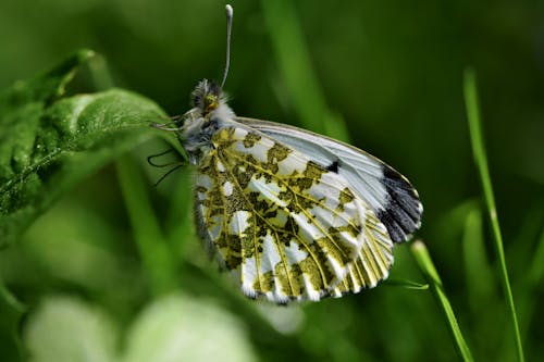 Free White and Brown Butterfly on Green Grass Stock Photo