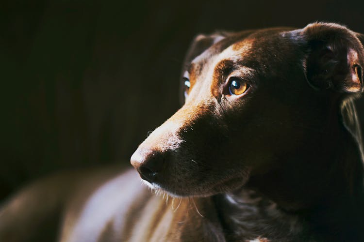 Close-Up Shot Of A Dog 