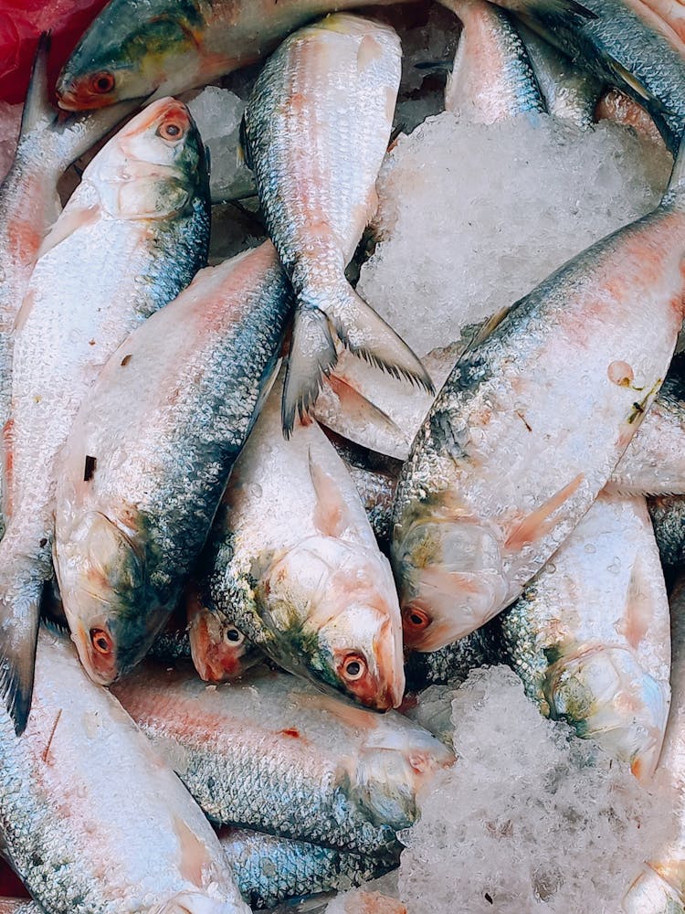 Close-up Photo Of Pile Of Fish 