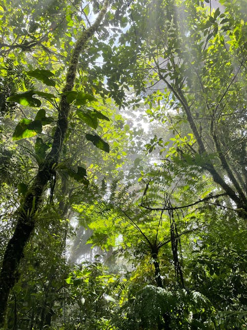 A Low Angle Shot of Green Leaves on Trees