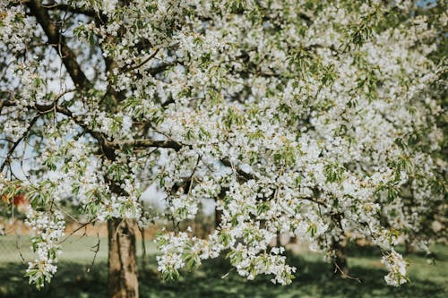 Blooming White Flowers