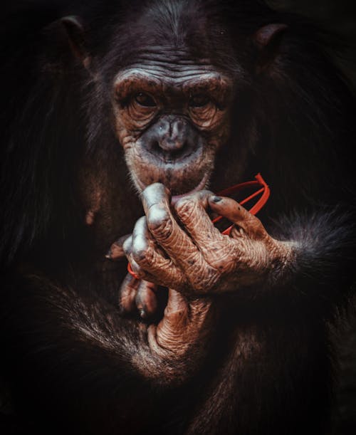 Free stock photo of animal photography, animal portrait, chimpanzee Stock Photo
