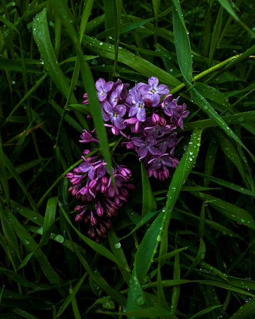 Wet Flowers and Leaves