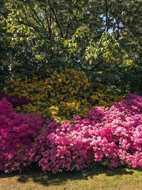꽃, 꽃가루, 꽃밭의 무료 스톡 사진