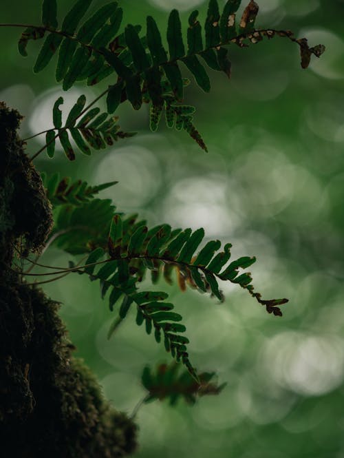 Free Green Leaves in Tilt Shift Lens Stock Photo
