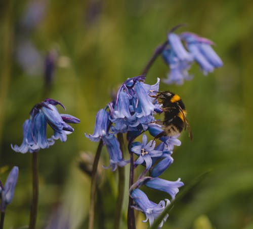 Free Blue Flower With Yellow and Black Bee Stock Photo