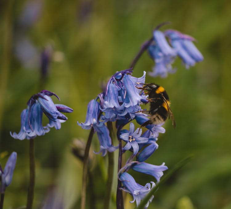 A Close-up Shot Of A Bee Perched On Bluebells