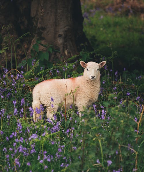 Free White Sheep on Green Grass Stock Photo
