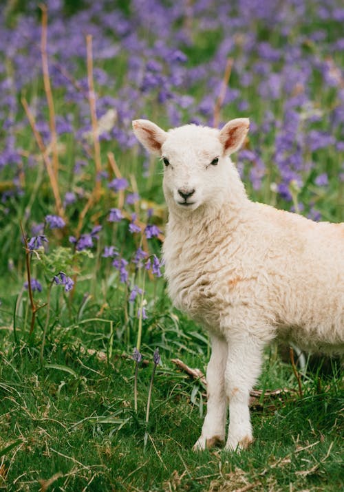 Free White Sheep on Green Grass Field Stock Photo