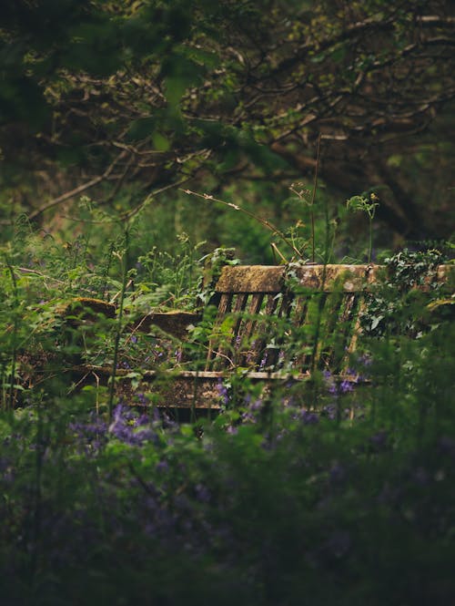 Free Brown Wooden Bench on Green Grass Field Stock Photo
