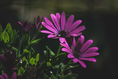 Imagine de stoc gratuită din botanic, colorat, creștere