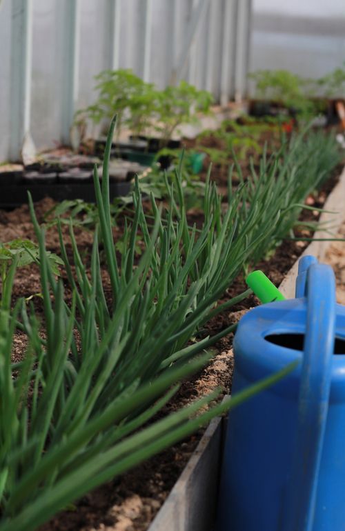 Free Long green onions and seedlings in pots, watered with a blue watering can in a greenhouse. Stock Photo