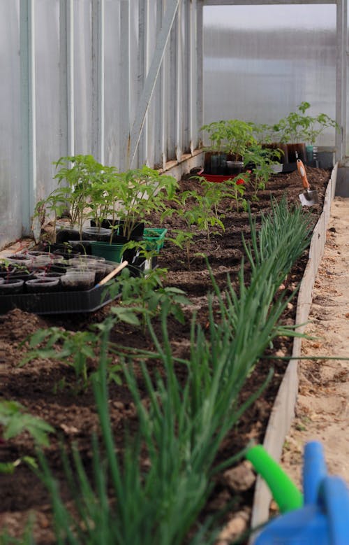 Sprouts and Plants in Greenhouse