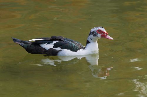 Free Close-up of a Muscovy duck swimming calmly, capturing its vibrant plumage and reflection in the water. Stock Photo