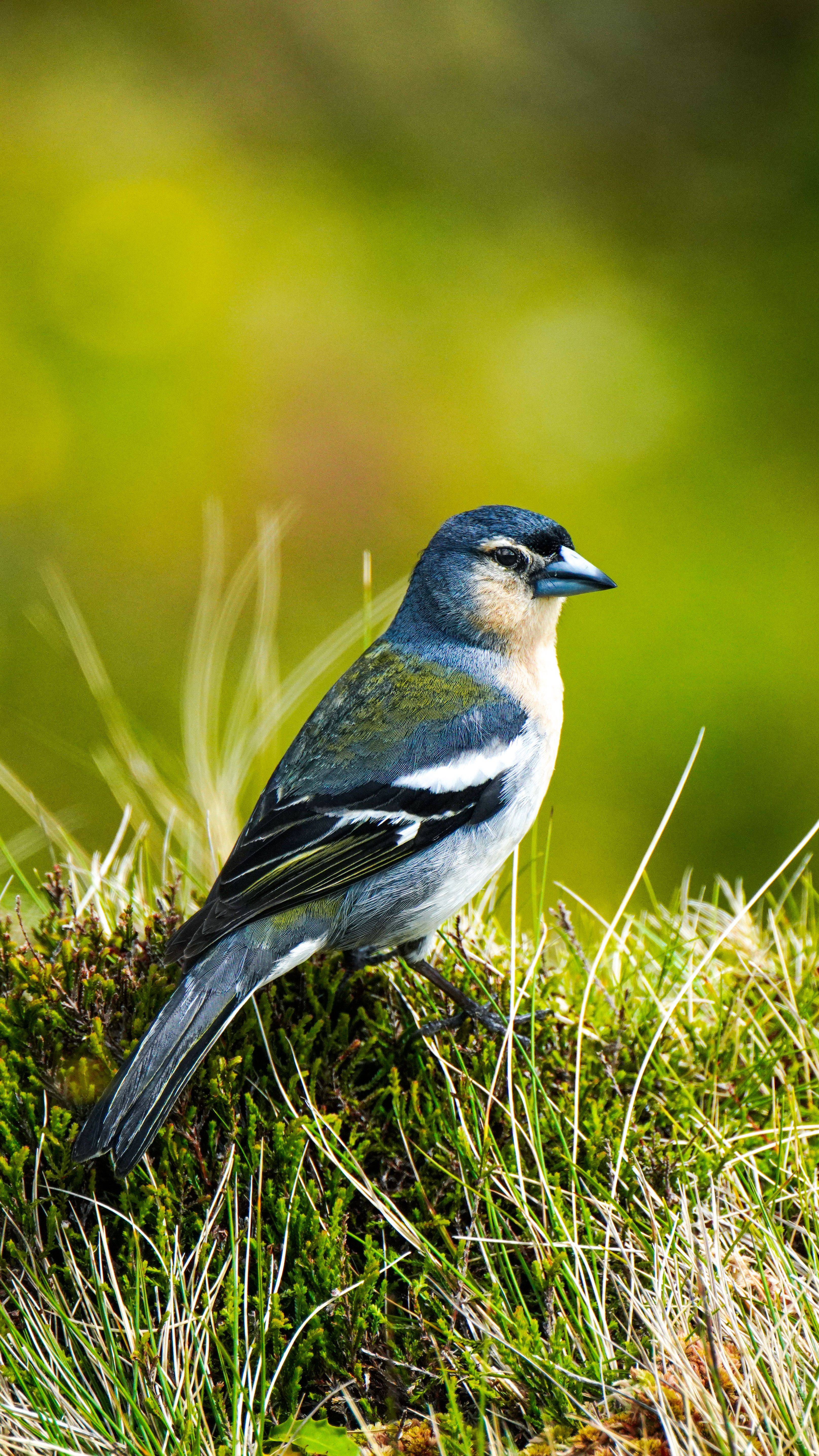 A detailed capture of a chaffinch perched on green grass with a blurred background, showcasing natural beauty.